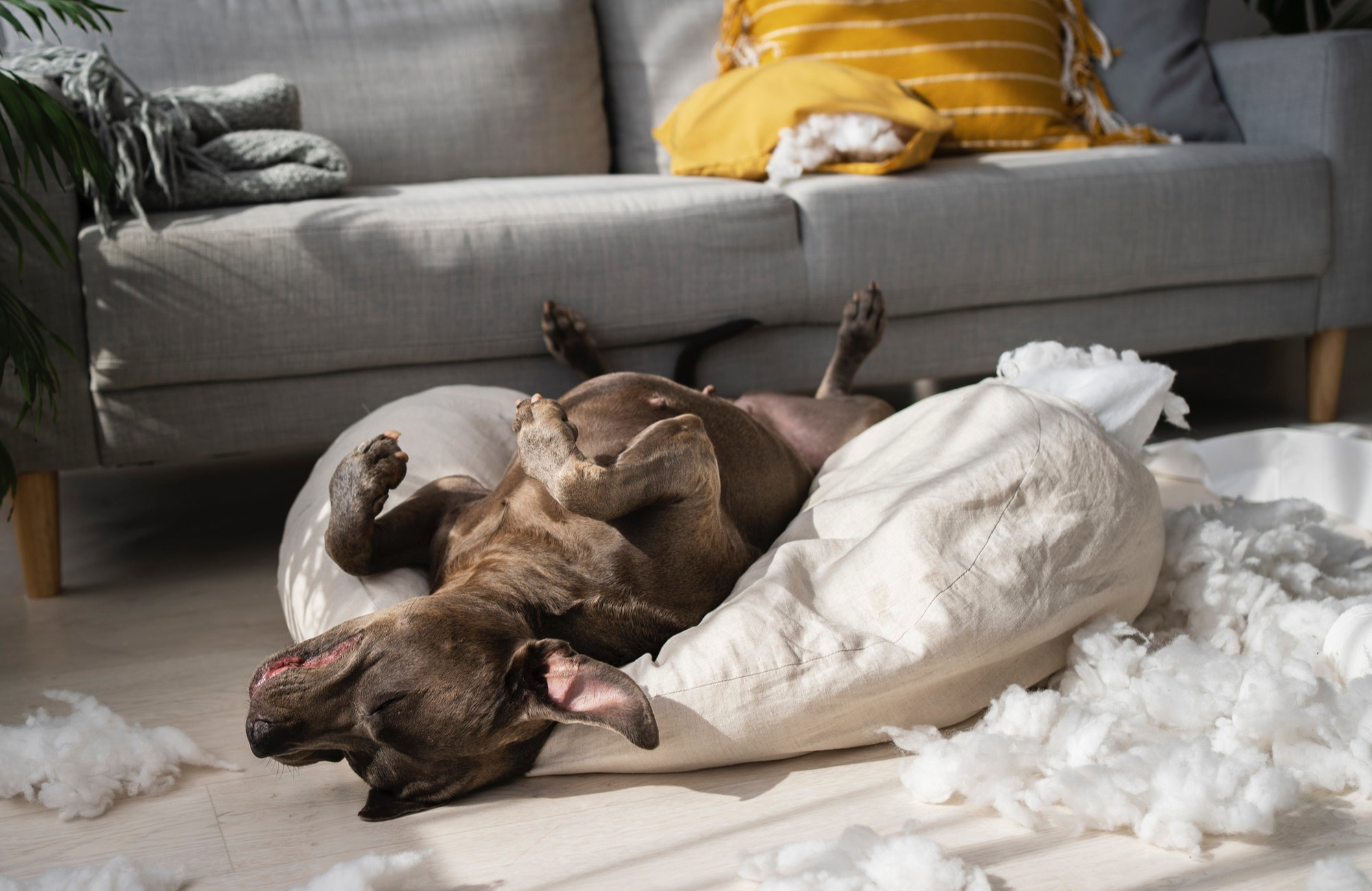 Chien joue dans le salon